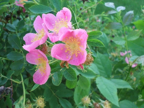 Picture of a wild rose