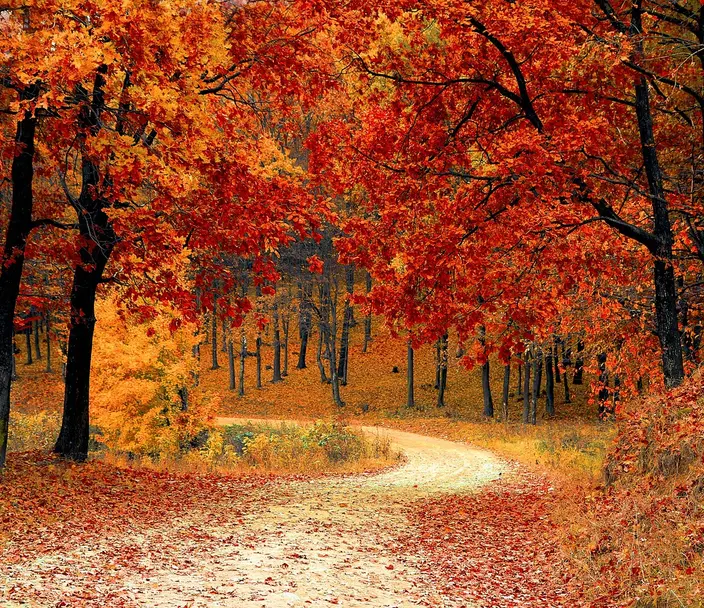 Winding country road with red and orange autumn foliage