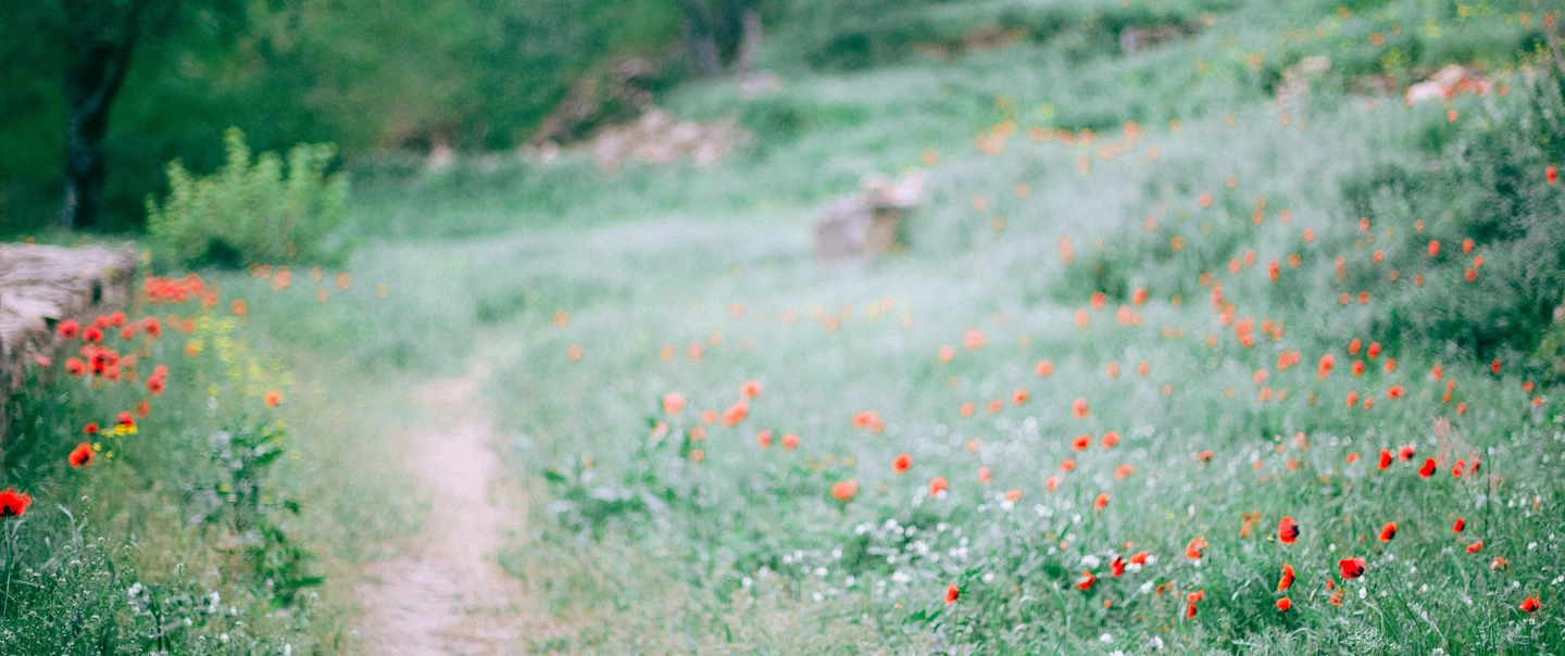 flower path from pexels