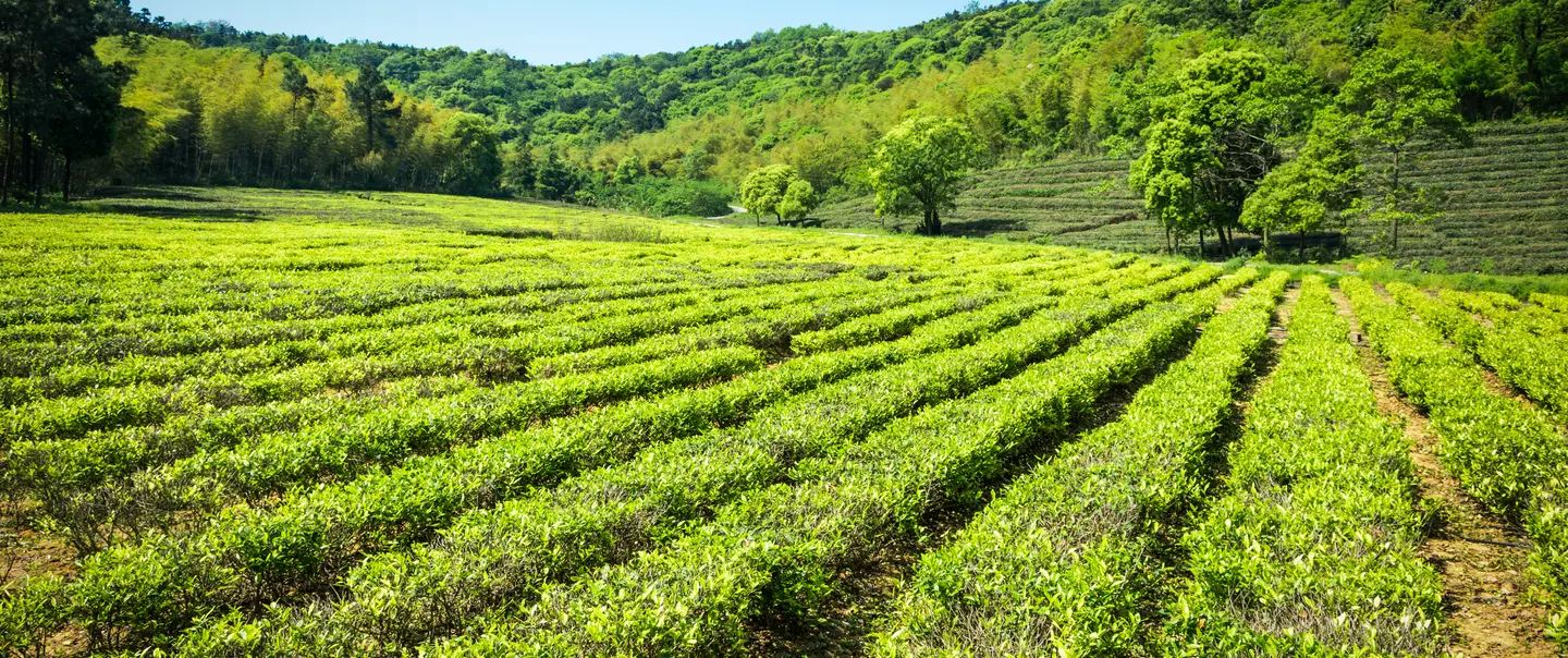 green tea garden hill cultivation